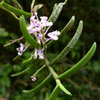 Robiquetia rosea (Lindl.) Garay